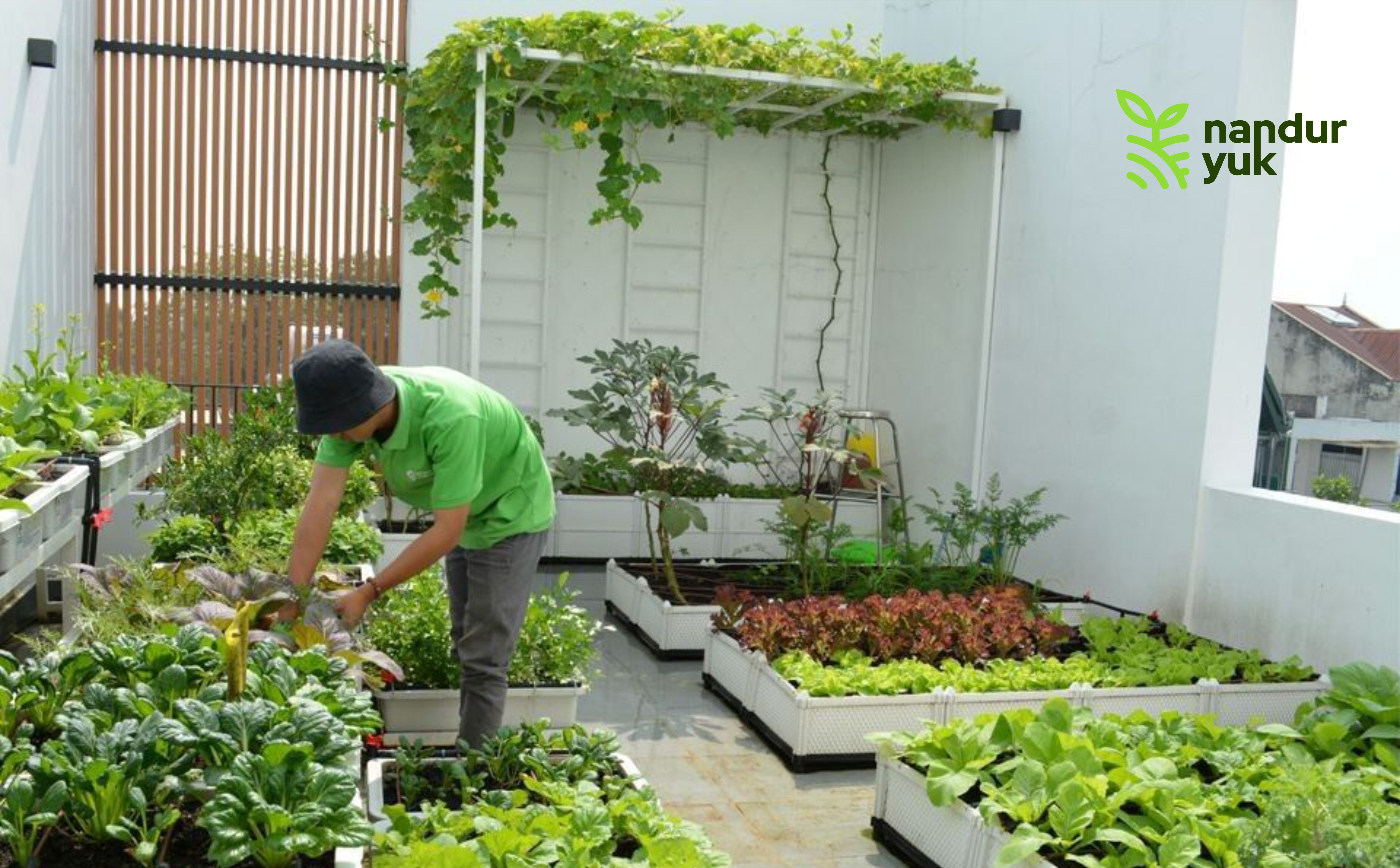 Kebun Mini di Rumah: Solusi Sehat, Hemat, dan Menyenangkan!