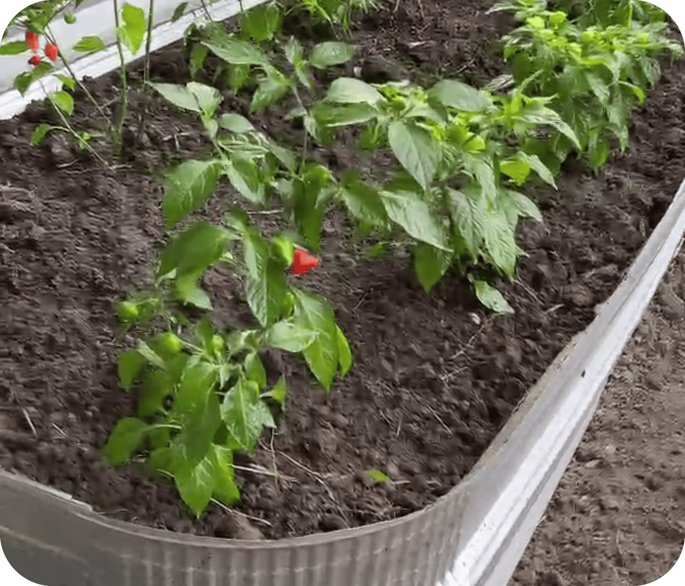 Raised Bed (Bedengan Tanam)